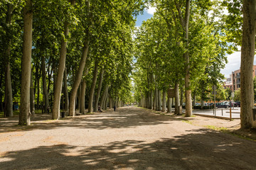 Big old platanus trees in a row in Girona park landmark