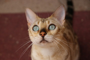 portrait of a bengal cat cat