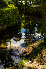 Fototapeta na wymiar Quiet river stream water reflection on a rain forest with trees and transparent water