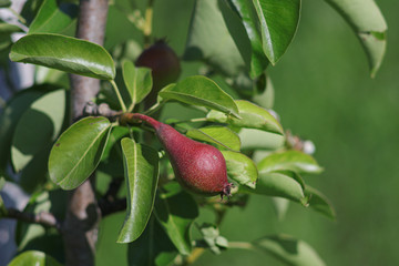 Little red pear on a tree branch, ripening fruits