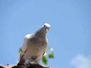  pigeon