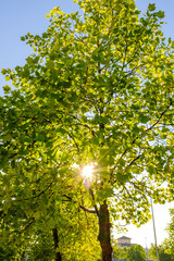 Sun shining thru green leaves tree branch on a summertime landscape scene