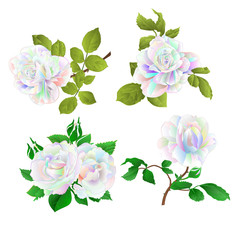 Multicolored  rose and buds  on a white background set three vintage vector botanical illustration editable hand draw