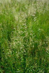 Wiese mit hohen Grashalmen, Schweiz