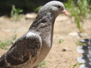  pigeon