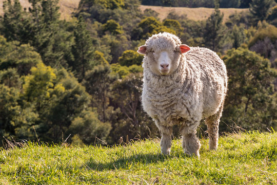 15 356 件の最適な メリノ種の羊 画像 ストック写真 ベクター Adobe Stock