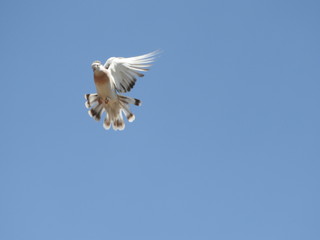  pigeon