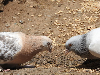  pigeon