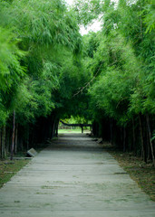 Bamboo forest and pathway
