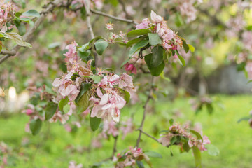 Sakura tree with blooming pink flowers.