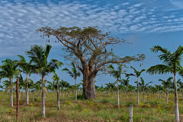 Bobab au milieu d'une palmeraie