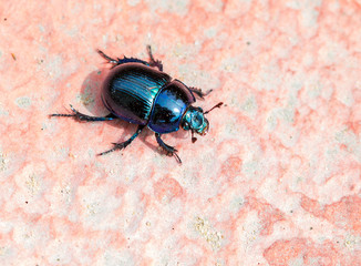 Dung beetle (Scarab). Beetle of the family of dung-diggers. Body convex, oval, length 14 to 21 mm, bright blue color, shiny. The scarab beetle is one of the most revered symbols in Egypt. The priests 