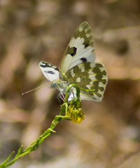 Bath white butterfly (Pontia daplidice) isolated on fleabane flower, with dark shadows and natural earth tones in soft focus at background.