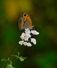 Meadow brown butterfly isolated on Mediterranean hartwort flower, with dark shadows and green foliage in soft focus at background.