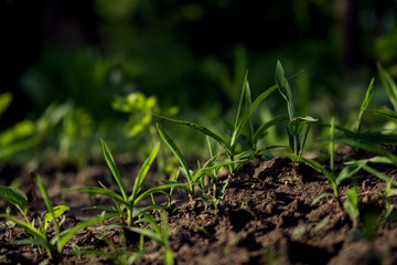 Parsley and Vegetation Growing in The Garden