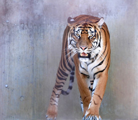 トラ　スマトラトラ　とら　虎　タイガー　