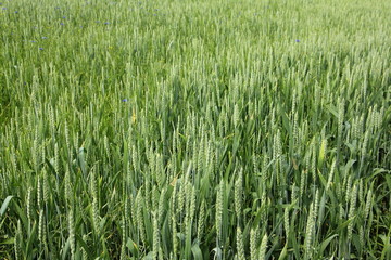 Green wheat field, the cultivation of cereals