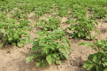 Green young bushes of potatoes in the cultivated potato field