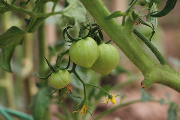 Green fresh tomatoes on a branch - growing natural vegetables