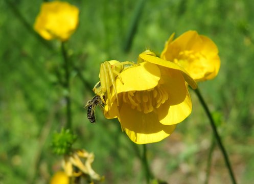 Yellow crab spider with prey on buttercup flower in the meadow 