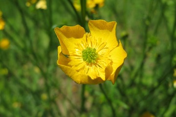 Obraz premium Beautiful buttercup flower in the meadow, closeup