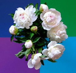 bouquet of peonies on a colorful background