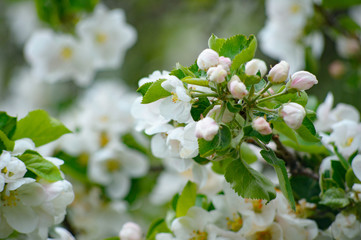 Spring blossoms of blooming apple tree in springtime