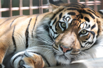 トラ　スマトラトラ　とら　虎　タイガー　