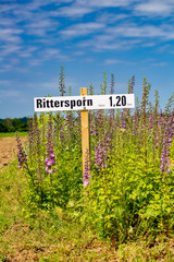 Larkspur flowers at a selfservice garden for sale with name of the flower in german indicating price