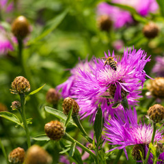 Rear view of honey bee with globs of pollen on its legs pollinating a lillac flower