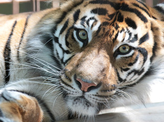トラ　スマトラトラ　とら　虎　タイガー　