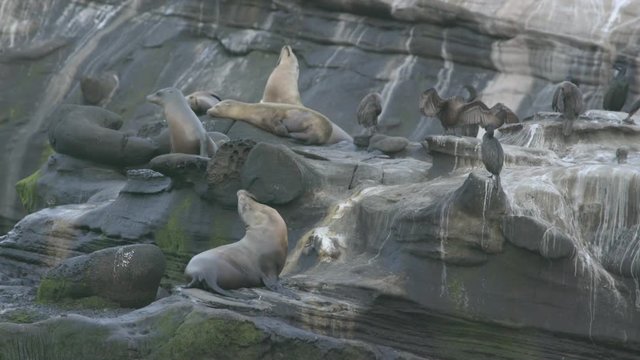 Sea lions on a rookery. Sound, summer, day, natural light. 4K/ 10bit/ ProRes 422HQ/ BT.2020