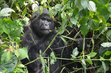 A silverback mountain gorilla in a rainforest in Uganda.Mountain Gorilla sitting in her natural habitat. Africa, Uganda, Bwindi Impenetrable Forest and National Park. Mountain, or eastern gorillas,.