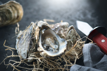 Oyster. Fresh oysters closeup with knife on dark background. Oyster dinner in restaurant. Gourmet...