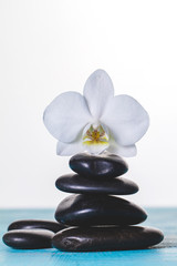 Orchid on volcanic stones