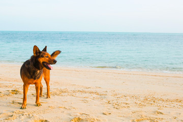 A happy dog relaxing on the beach. summer concept