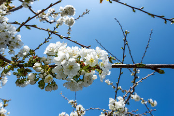 Close-up of cherry blossoms on clear blue sky, springtime white flowers