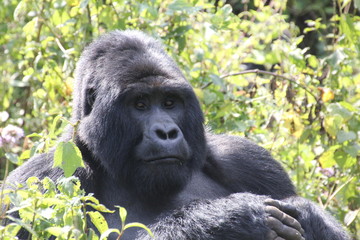 A silverback mountain gorilla in a rainforest in Uganda.Mountain Gorilla sitting in her natural habitat. Africa, Uganda, Bwindi Impenetrable Forest and National Park. Mountain, or eastern gorillas,.
