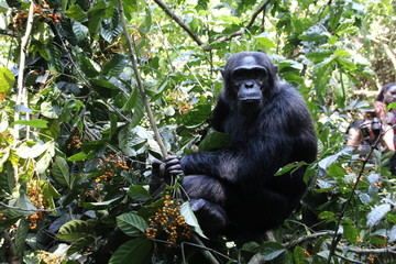 A silverback mountain gorilla in a rainforest in Uganda.Mountain Gorilla sitting in her natural habitat. Africa, Uganda, Bwindi Impenetrable Forest and National Park. Mountain, or eastern gorillas,.