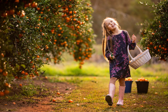 Little Happy Kid Picking Orange Fresh Organic  Fruits On A Farm