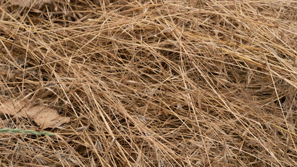 dry grass lies on the ground, hay