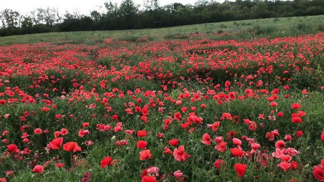 ein wundersch&ouml;nes rotes Mohnfeld