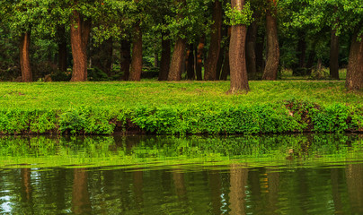 trees grow in a park near the pond