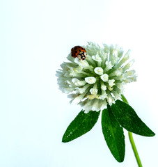 ladybug sitting on a clover flower, insect