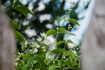 blooming Jasmine in the garden, beautiful white flowers