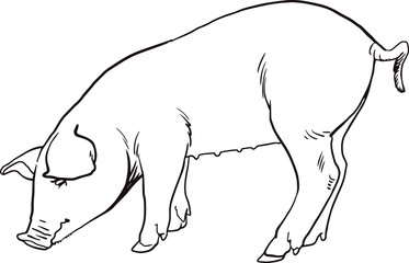 Pig on white background