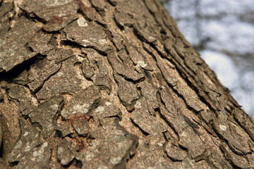 Winter. Tree stem