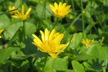 Beautiful ficaria verna flowers in the garden in spring, closeup