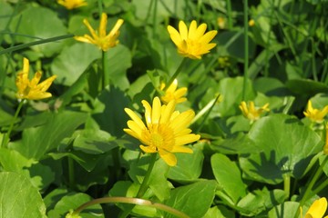 Spring ficaria verna flowers in the garden, closeup