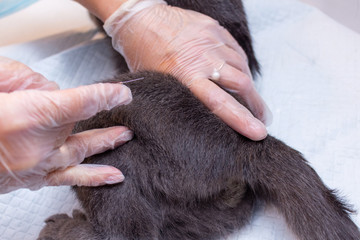 Gray cat vaccination process with syringe injection with hands close up
